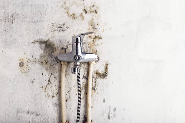 Reliable Erwin, NC Mold Removal Solutions