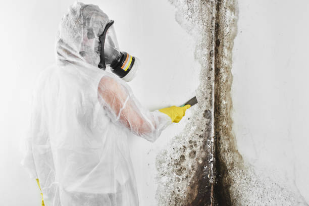 Best Professional Mold Removal  in Erwin, NC