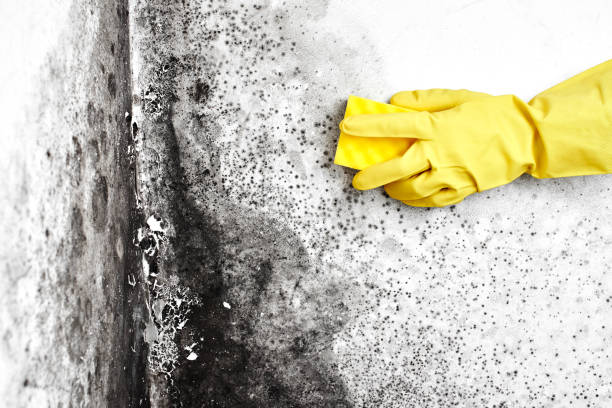 Best Fast Mold Removal  in Erwin, NC