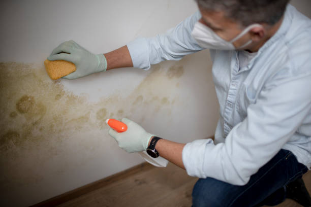 Attic Mold Removal in Erwin, NC