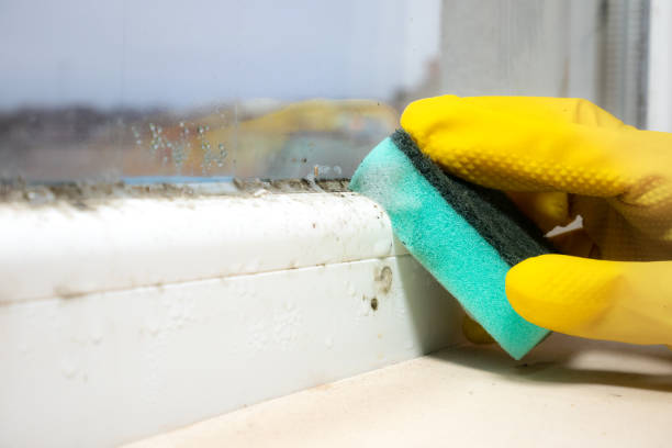 Best Toxic Mold Removal  in Erwin, NC