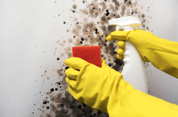Best Black Mold Removal  in Erwin, NC