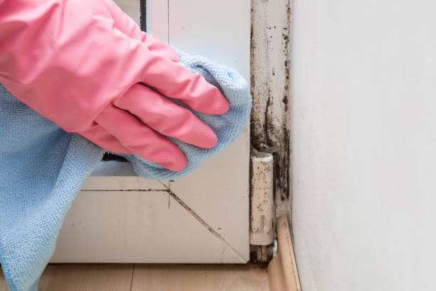 Certified Mold Removal in Erwin, NC