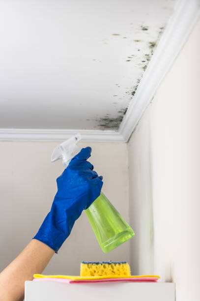 Best Mold Removal Near Me  in Erwin, NC